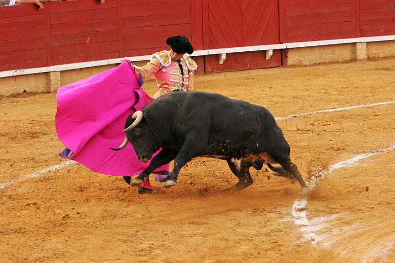 Toros 686.jpg